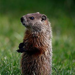 Patrol — Groundhog in Kenosha, WI