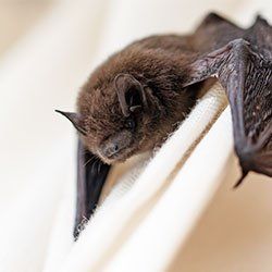 Property — Bat in Kenosha, WI