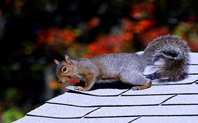 Wild — Squirrel on the Roof in Kenosha, WI