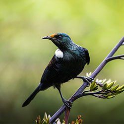 Municipal — Bird in Kenosha, WI
