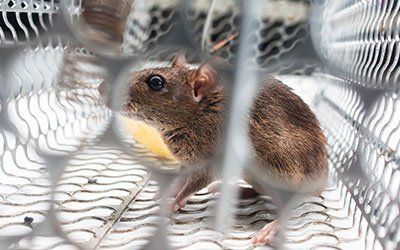 Capture — Trapped Mice in Kenosha, WI