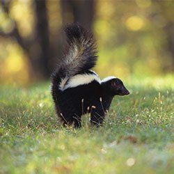 Residential — Skunk in Kenosha, WI
