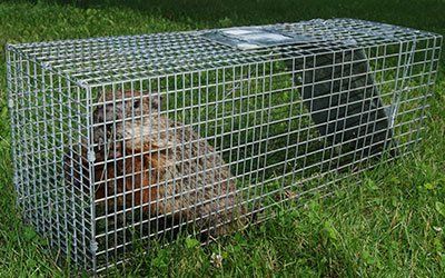Animals — Wild Groundhog Trapped Inside The Cage in Kenosha, WI