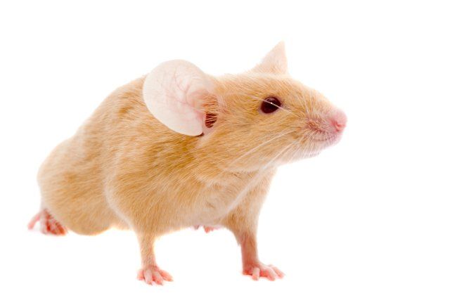 Rat — Light Brown Rat in Kenosha, WI Rat — Light Brown Rat in Kenosha, WI