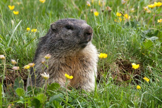 Groundhog — Groundhog on a grassland in Kenosha, WI