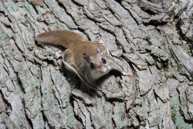 Flying Squirrel — Flying Squirrel On A Tree in Kenosha, WI