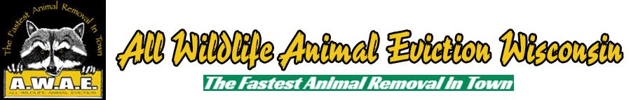 All Wildlife Animal Eviction Wisconsin