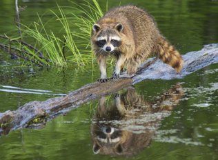 Raccoons — Raccoon Crossing The River in Kenosha, WI