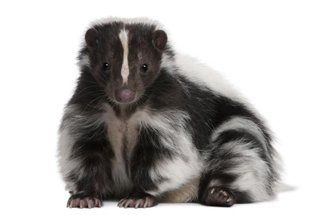 Skunks — Furry Skunk in Kenosha, WI Skunks — Furry Skunk in Kenosha, WI