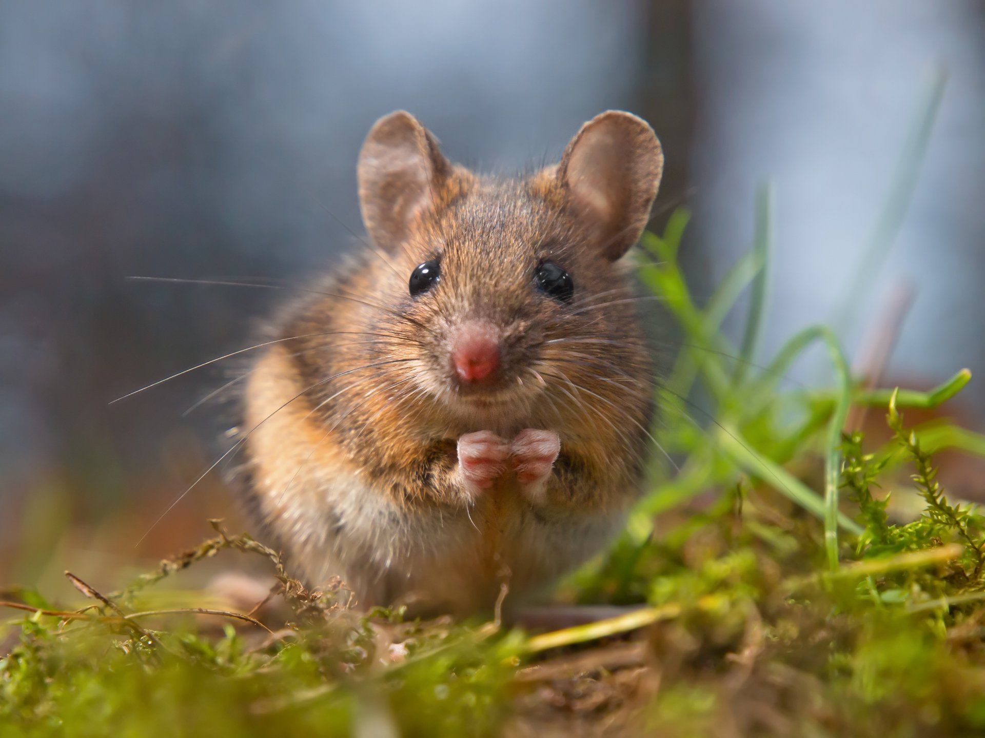 House — Rat in Kenosha, WI