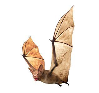 Bats — Flying Bat in Kenosha, WI