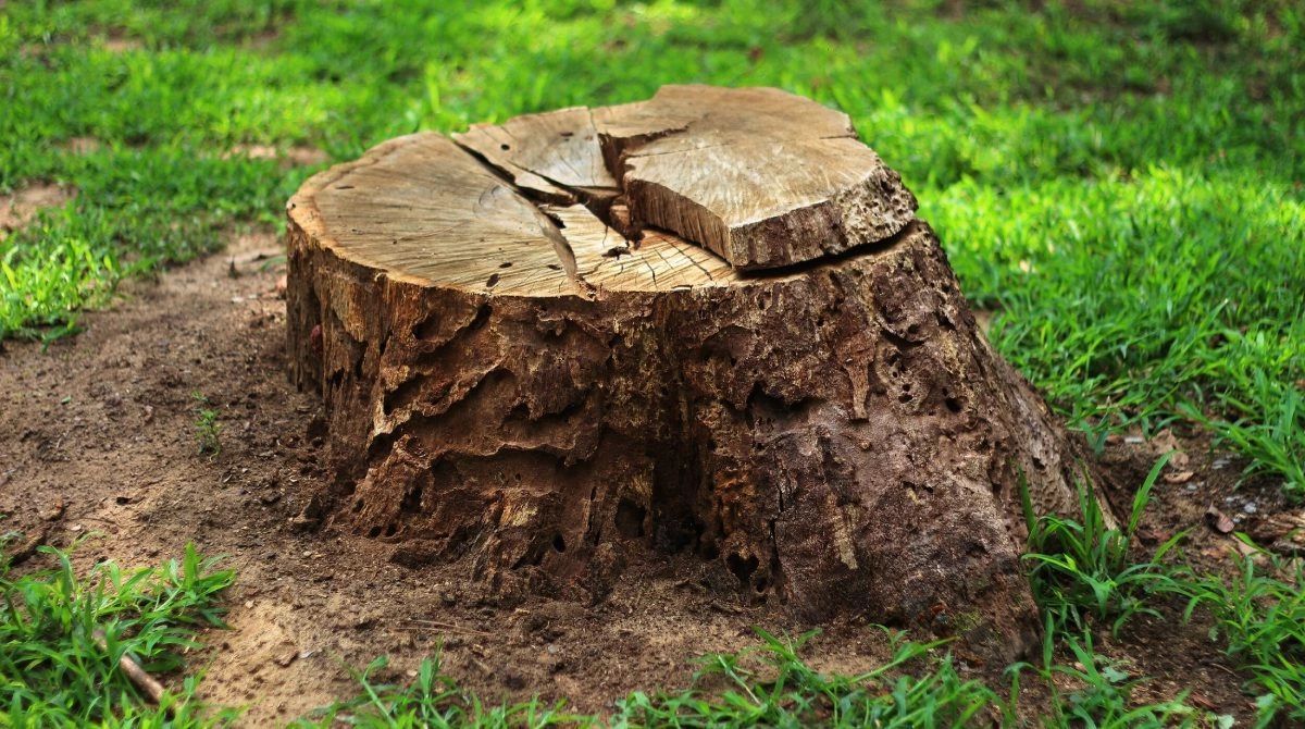A tree stump is sitting on top of a lush green field.