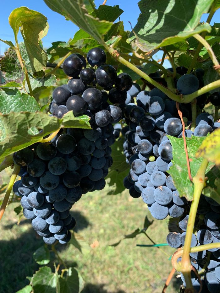 A bunch of grapes hanging from a vine.