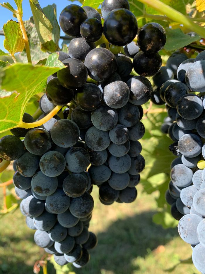 A bunch of grapes hanging from a vine