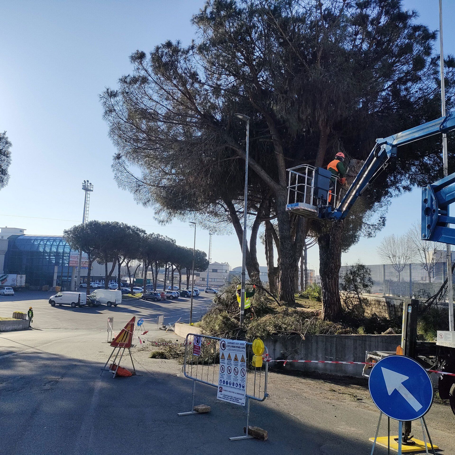 Operai su elevatore si alzano per lavorare su un albero