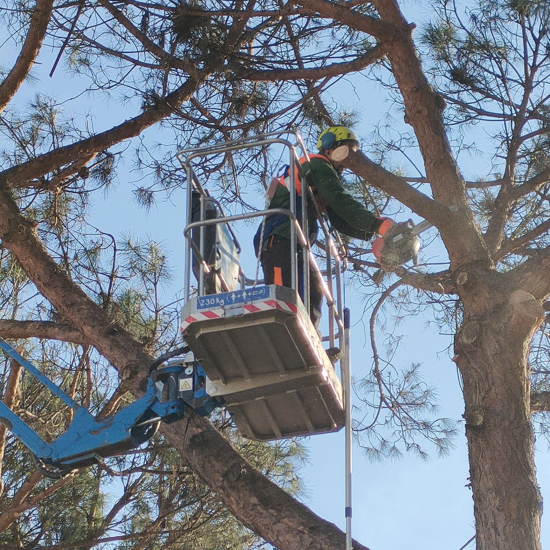 Operai su elevatore potano rami pericolanti di un albero