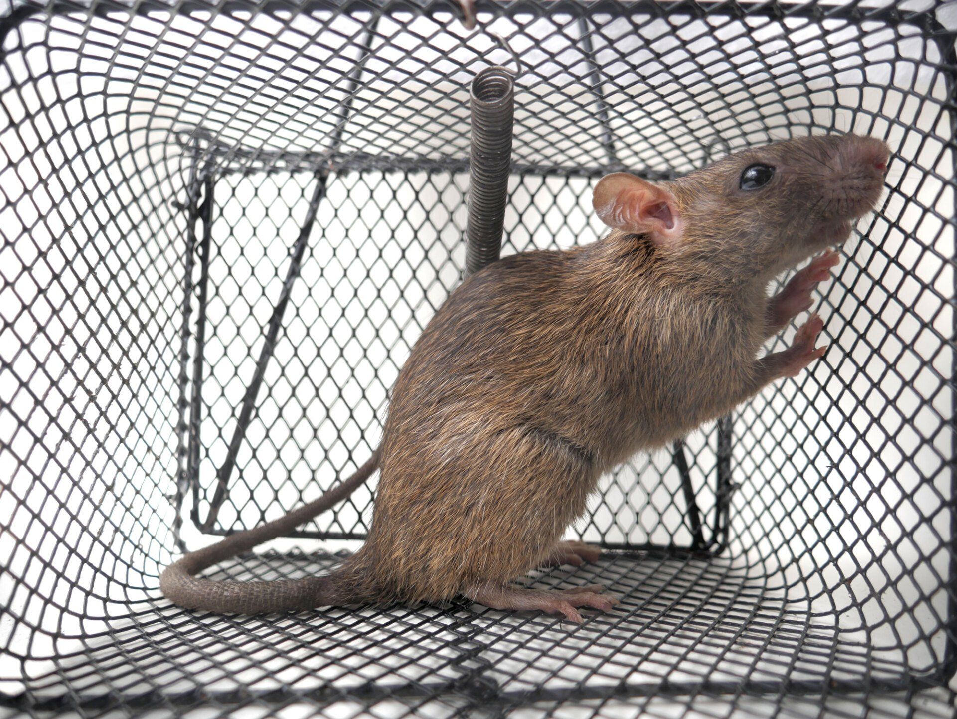 topo intrappolato in gabbia nell'ambito di una derattizzazione