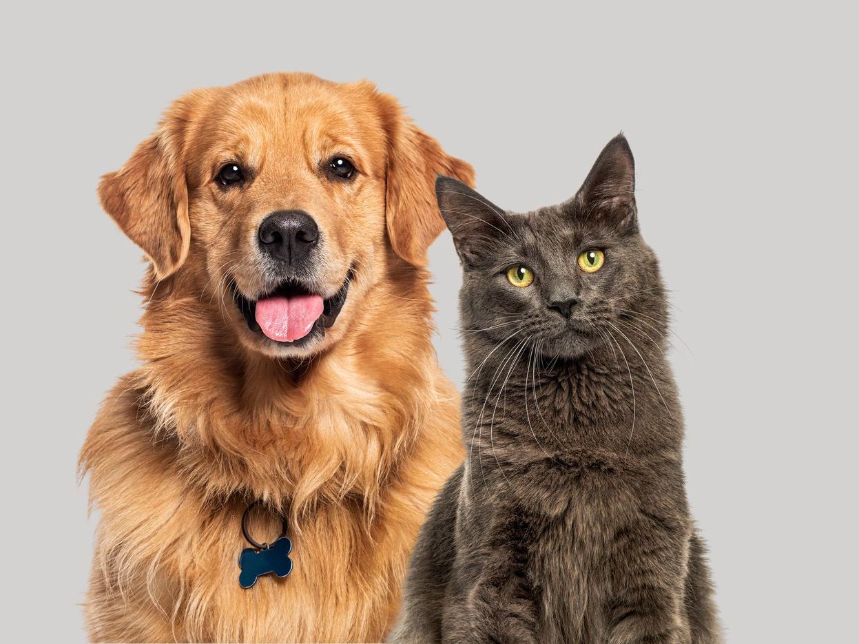 Golden retriever dog and gray cat side by side, pet insurance, insurance options