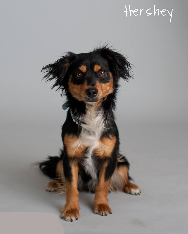 Black and tan dog named Hershey, pet insurance, pet insurance quote