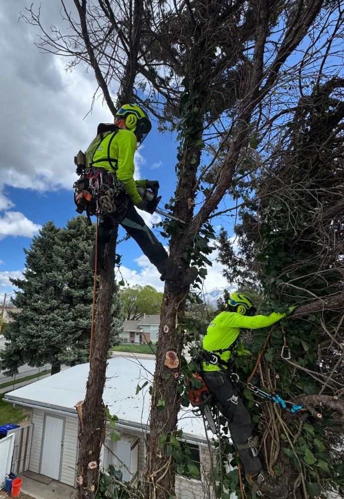 arborists trimming a tree in CT