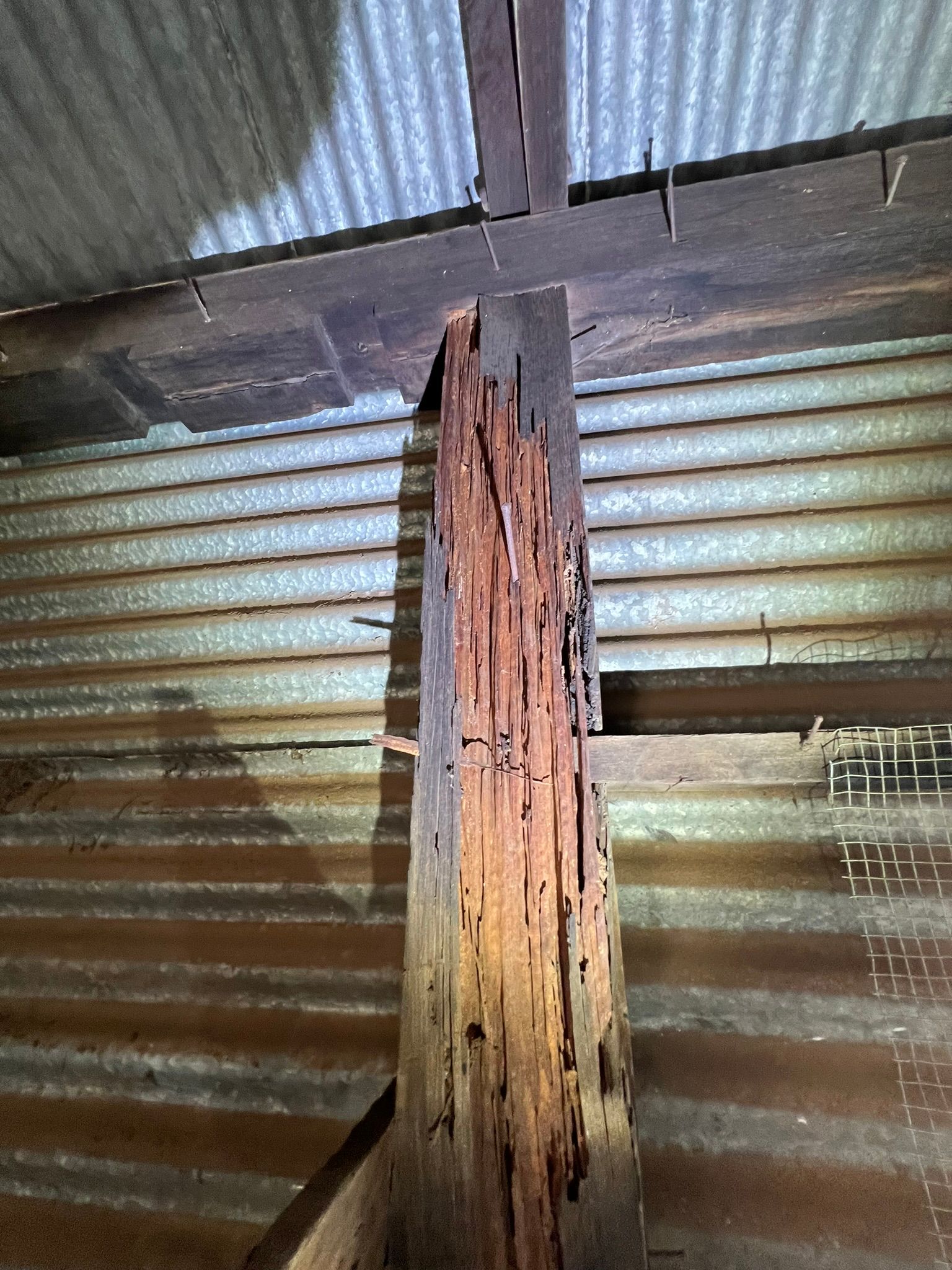 Severe termite damage to a structural attic beam found during a Perth timber pest inspection.