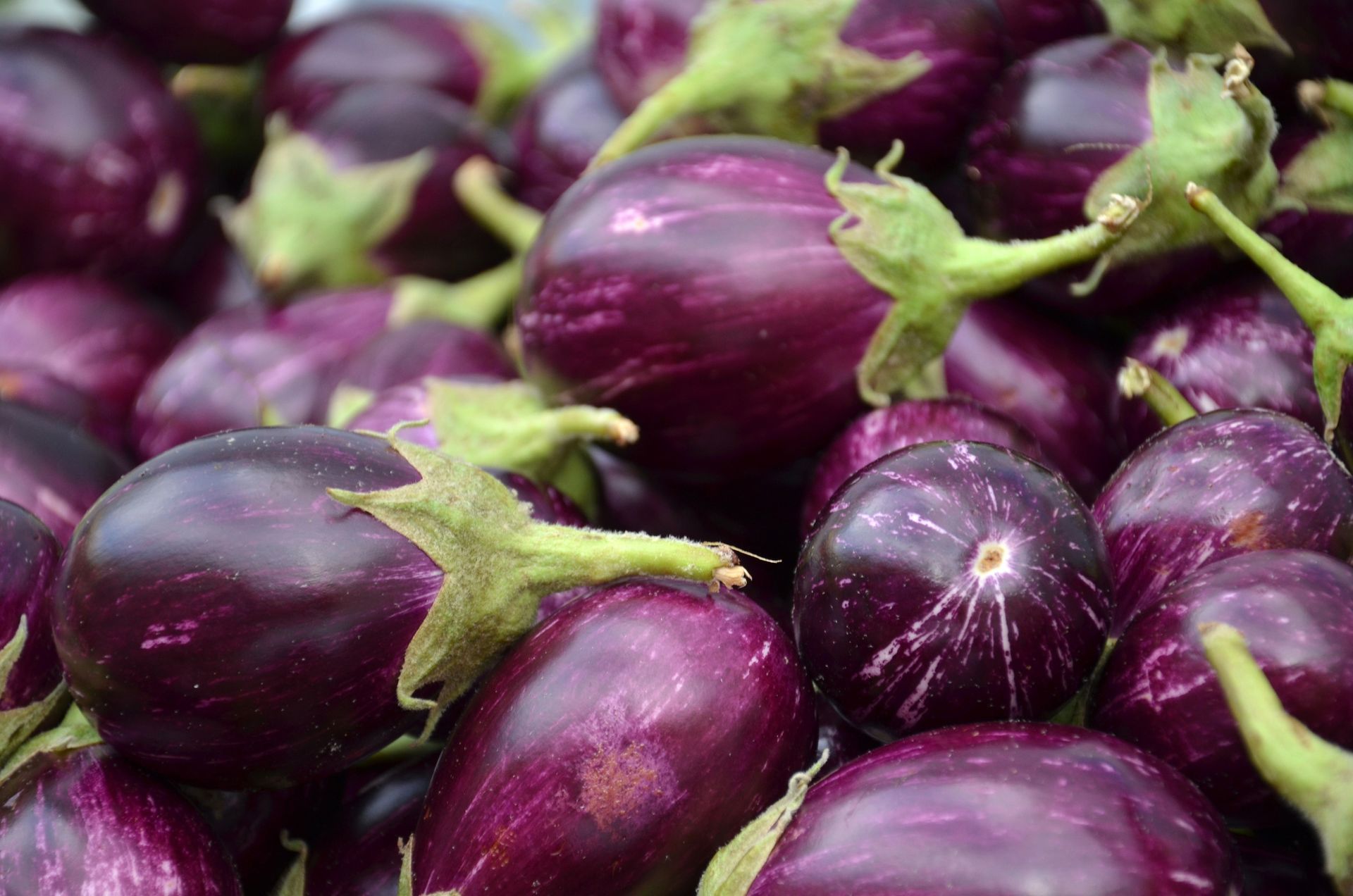 Aubergine indienne