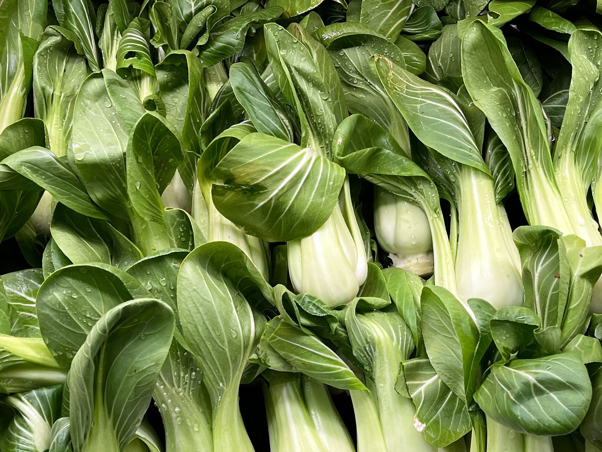 Bok choy