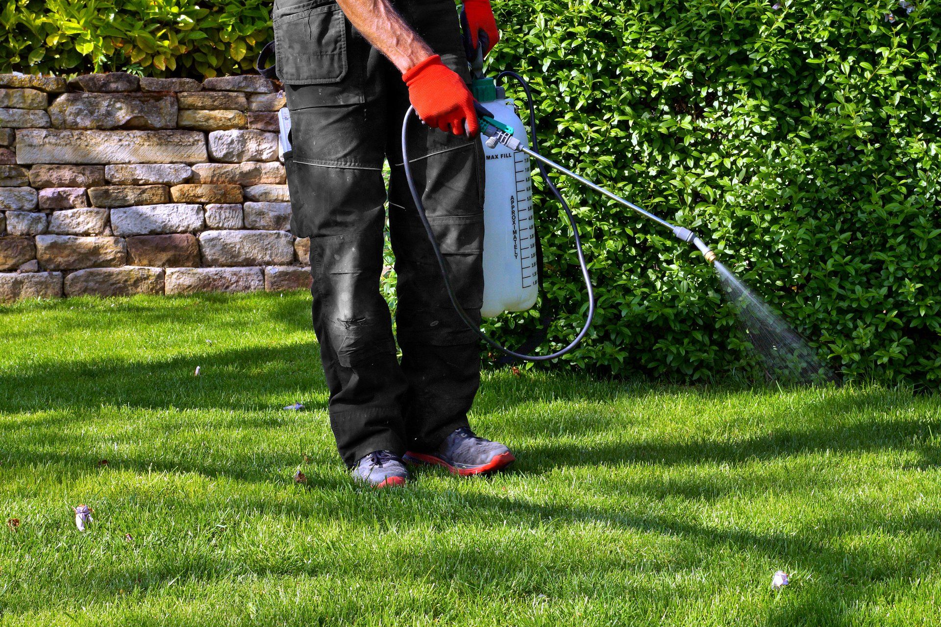 Spraying Pesticide On Lawn — Albuquerque, NM — Lady Bug Pest Control