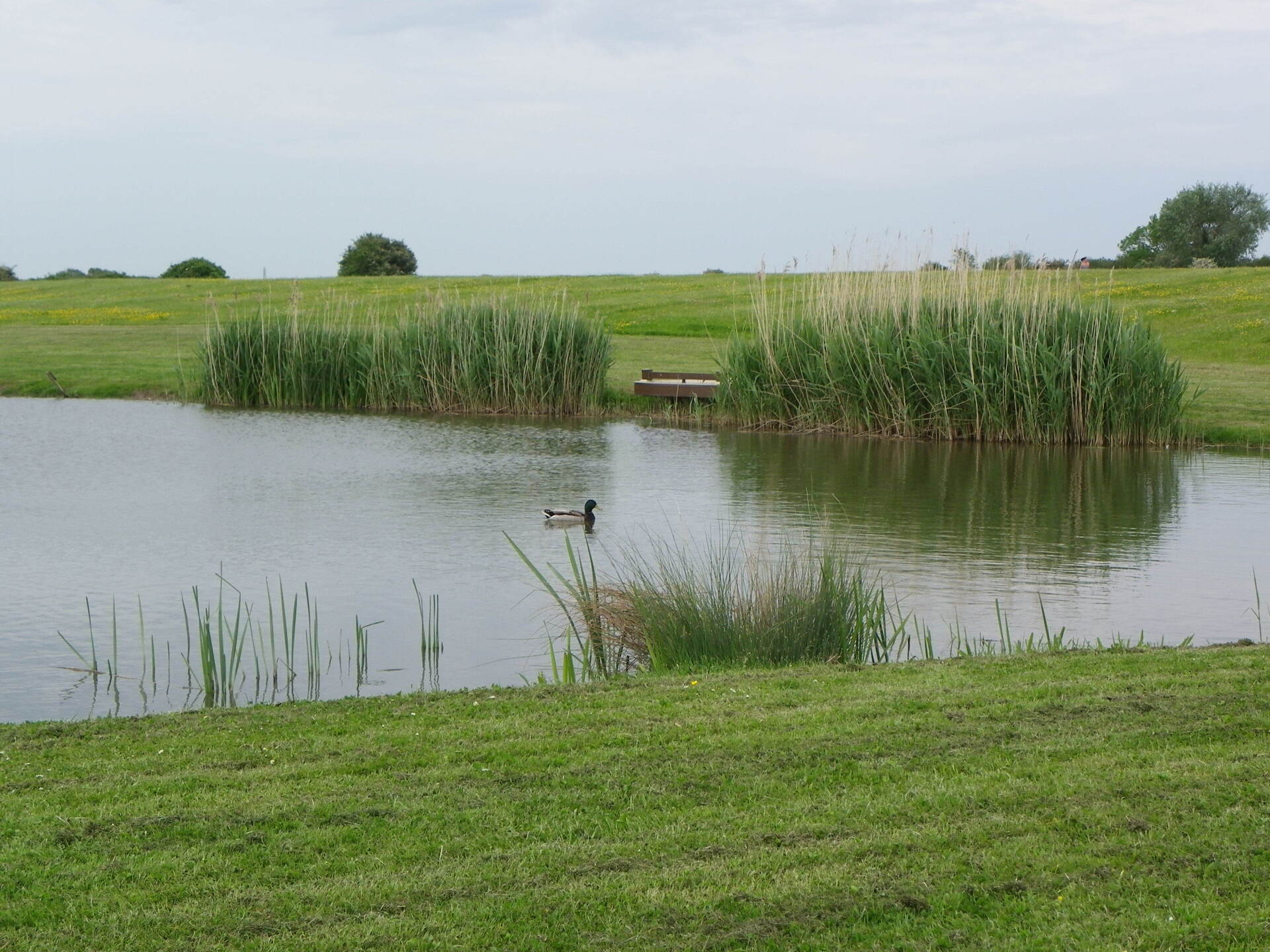 A duck on the fishing lake