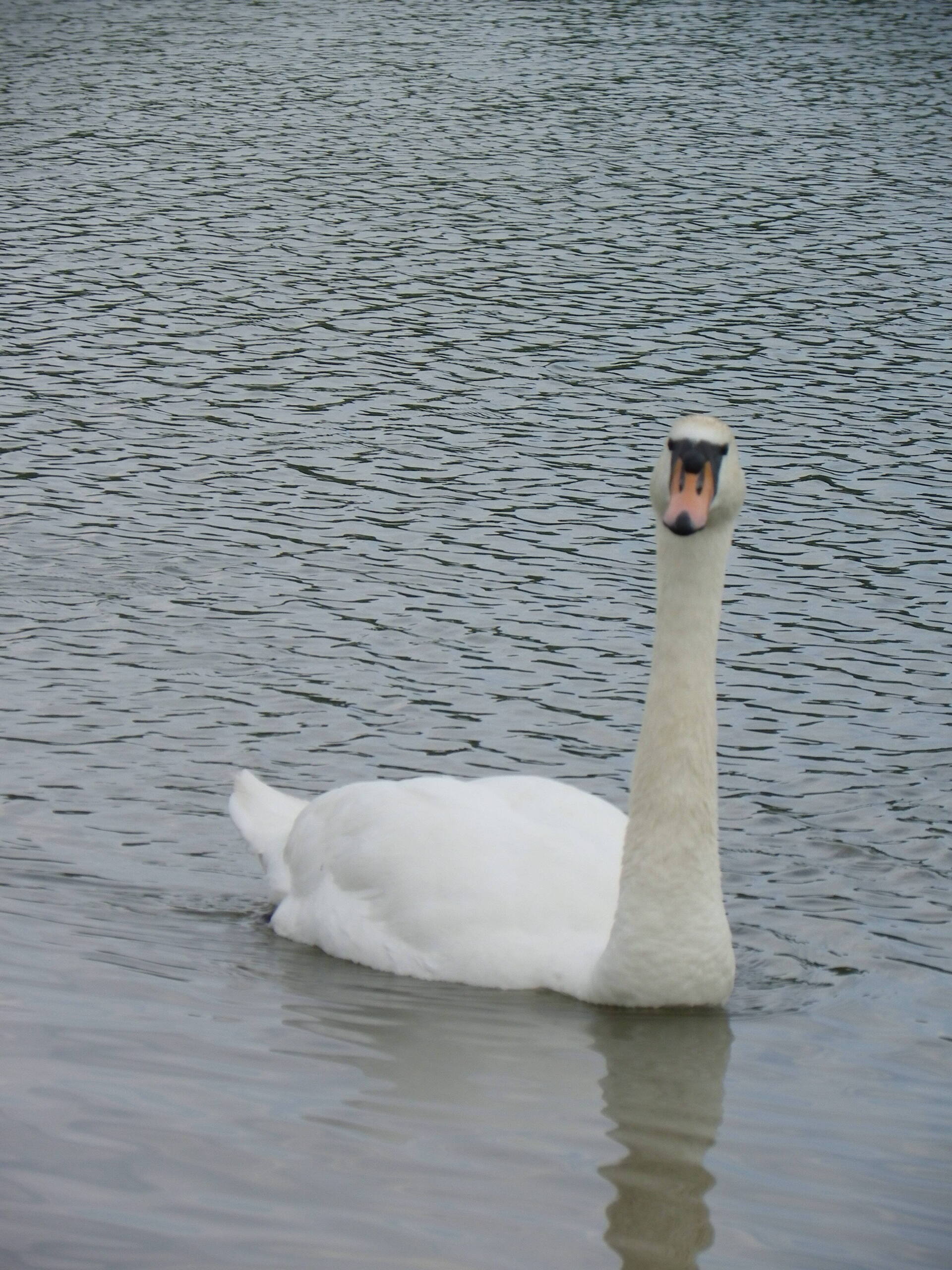 A swan paddling on the lake