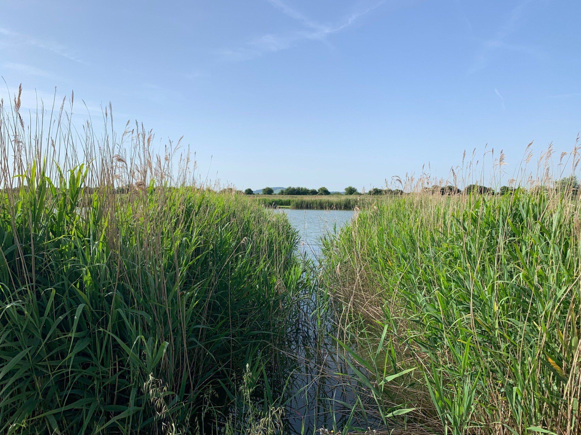 Long grass around our fishing lake 