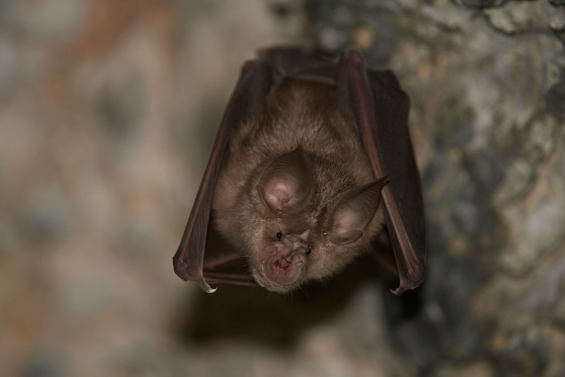 Greater Horse Shoe Bat