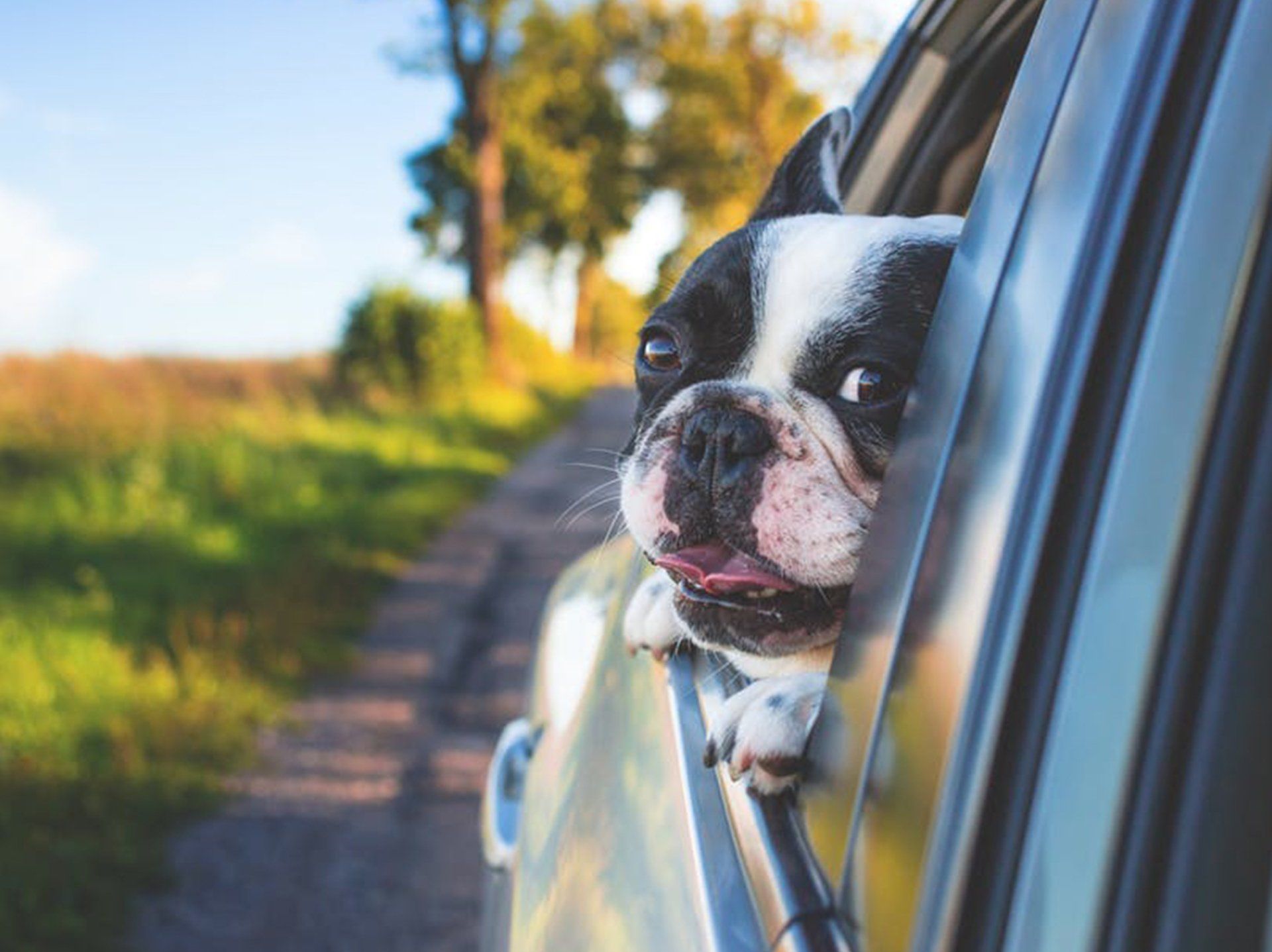 French bulldog travelling in a car.