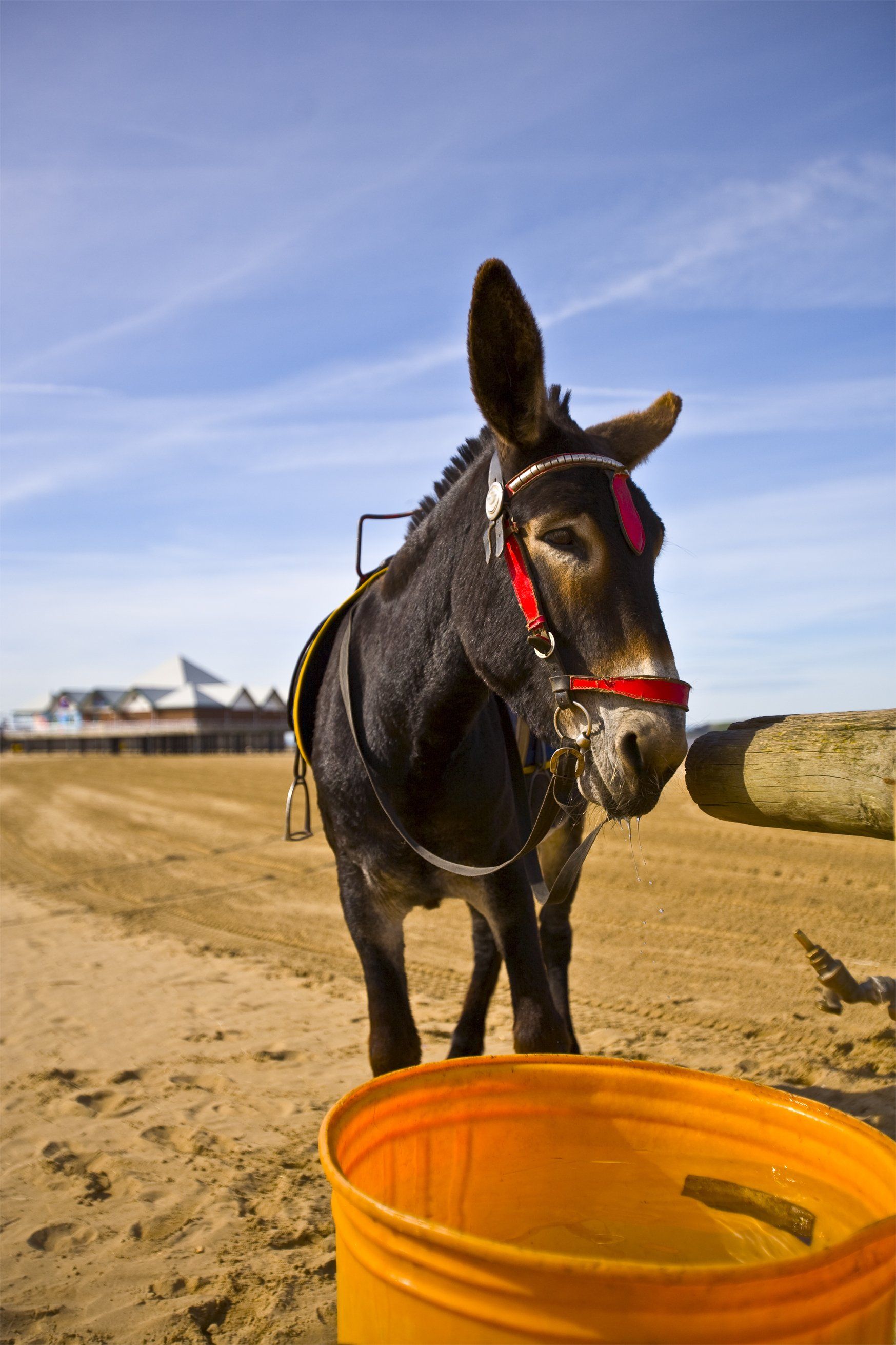 Donkey on Weston-super-Mare beach