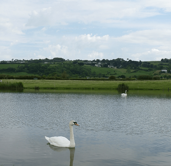 Swans enjoy the fishing lake at Riverside Holiday Village