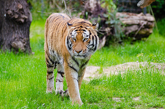 A tiger walks around her enclosure.