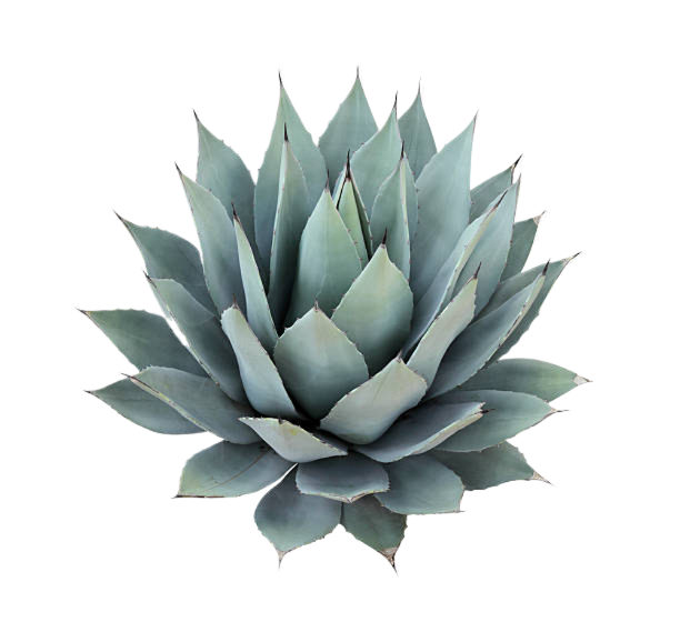 A close up of an agave plant on a white background