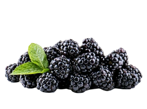 A pile of blackberries with a mint leaf on a white background.