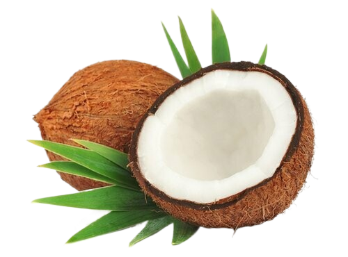 Two coconuts with green leaves on a white background