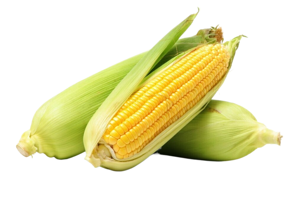 Two corn on the cob on a white background