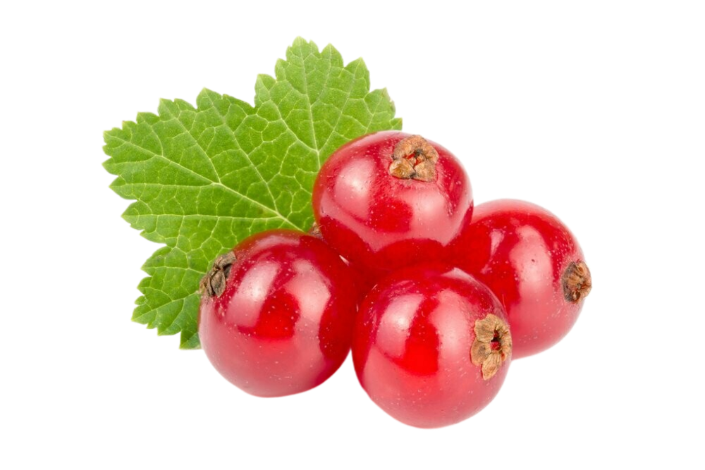 A bunch of red currants with a green leaf on a white background.