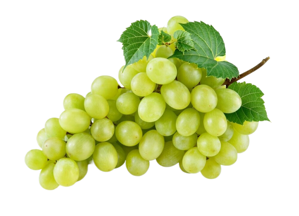 A bunch of green grapes with leaves on a white background