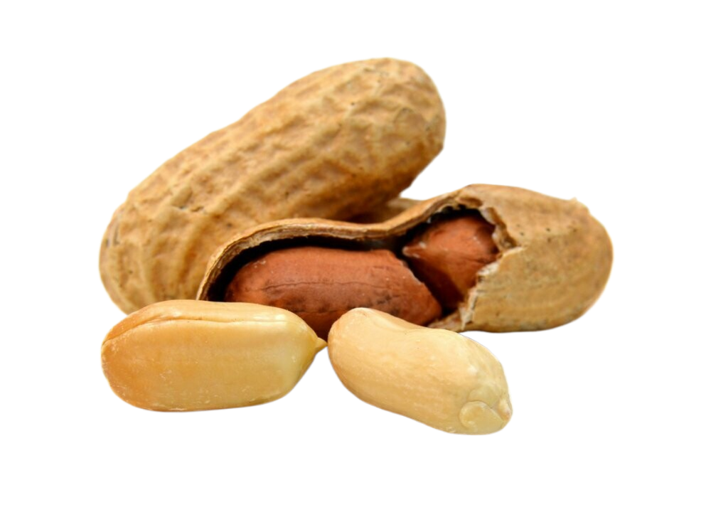 Peanuts in their shells on a white background