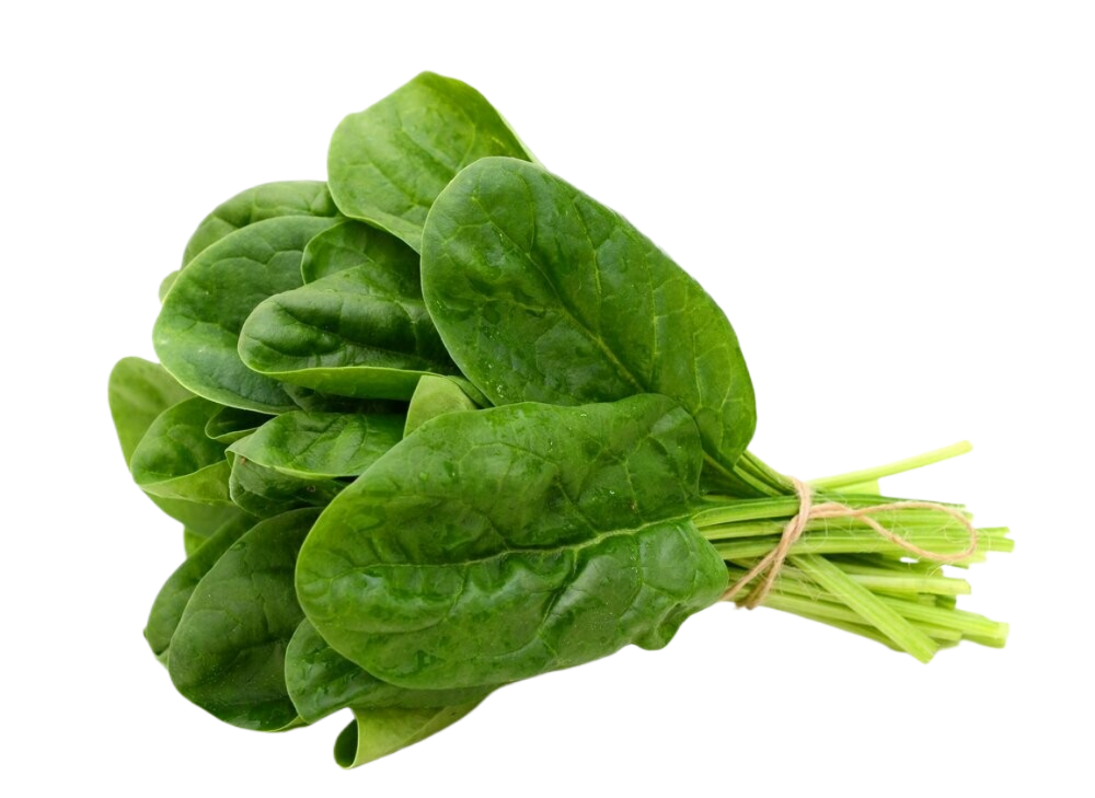 A bunch of spinach leaves tied together with string on a white background