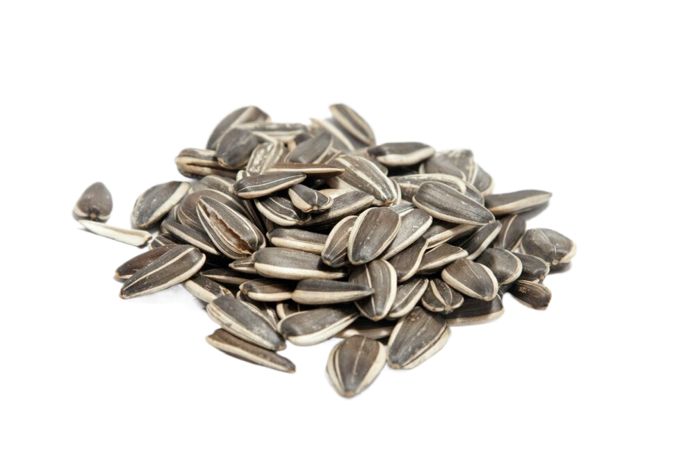 A pile of sunflower seeds on a white background