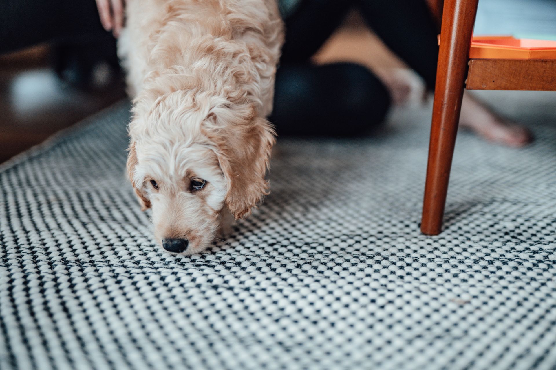 Golden doodle puppy sniffing a black and white patterned rug indoors, near a wooden chair leg.