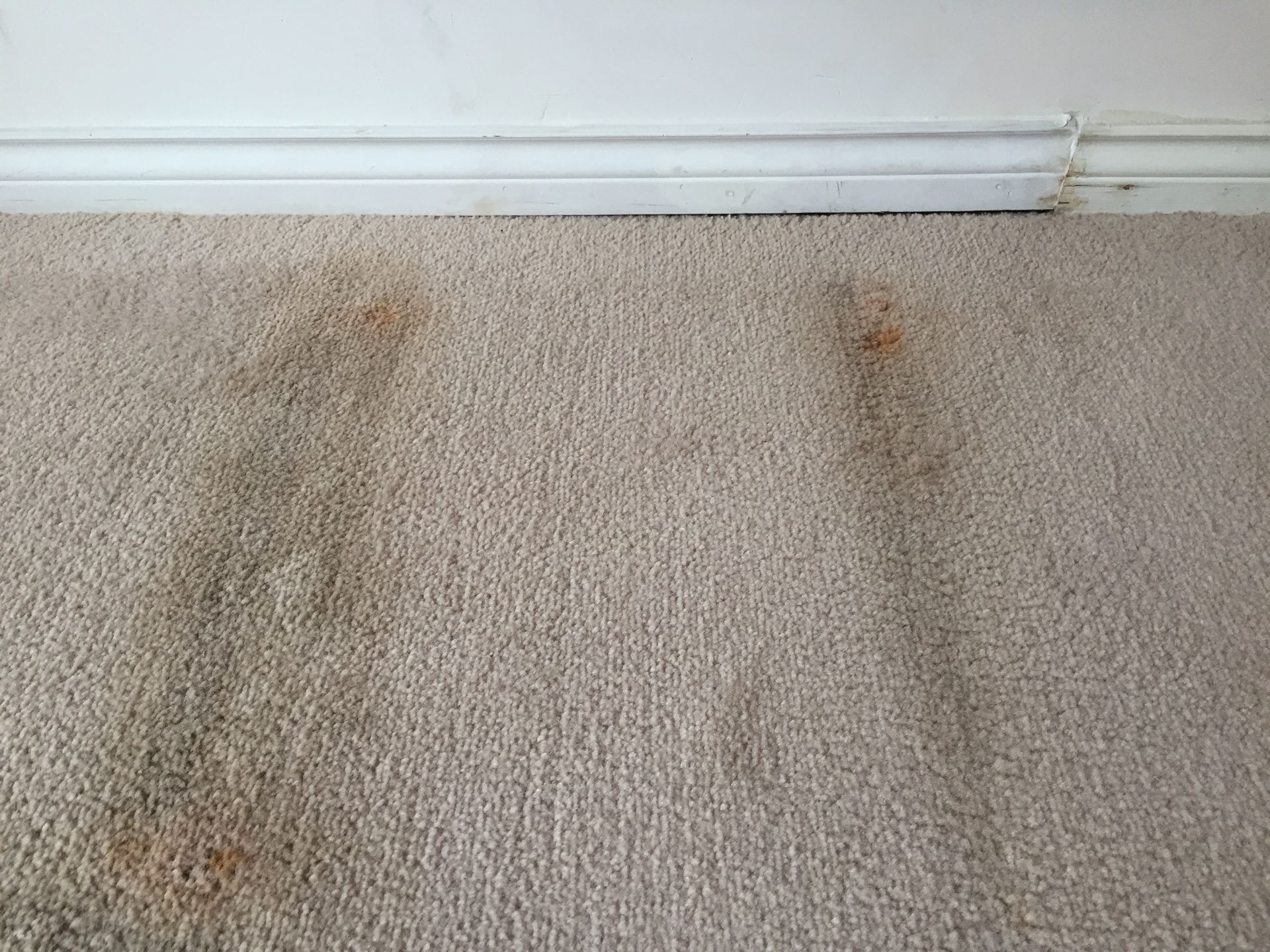 Tan carpet with reddish-brown stains near a white baseboard and wall.