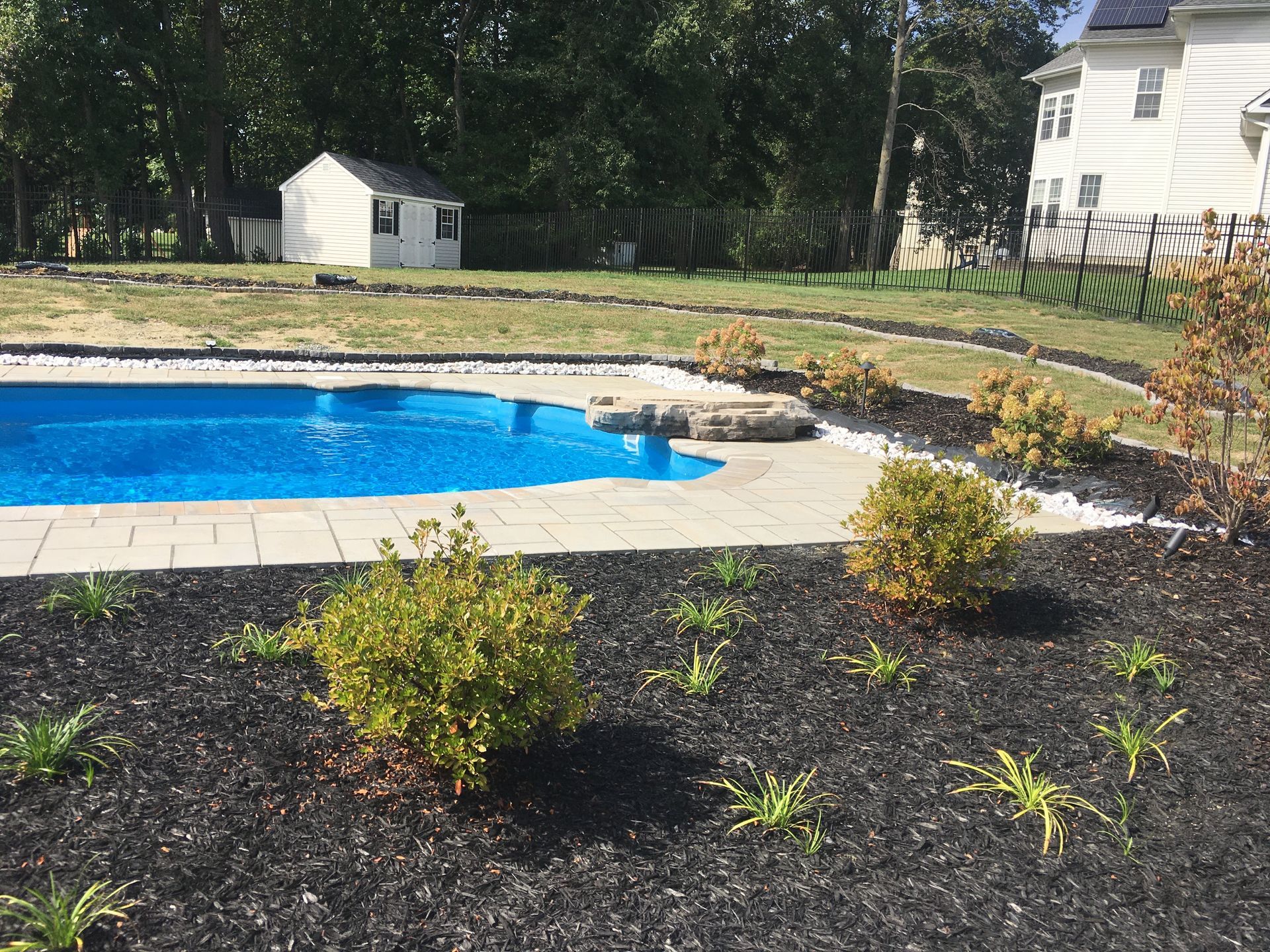 A backyard swimming pool with a stone deck, surrounded by black mulch, small shrubs, and a white shed in the distance.