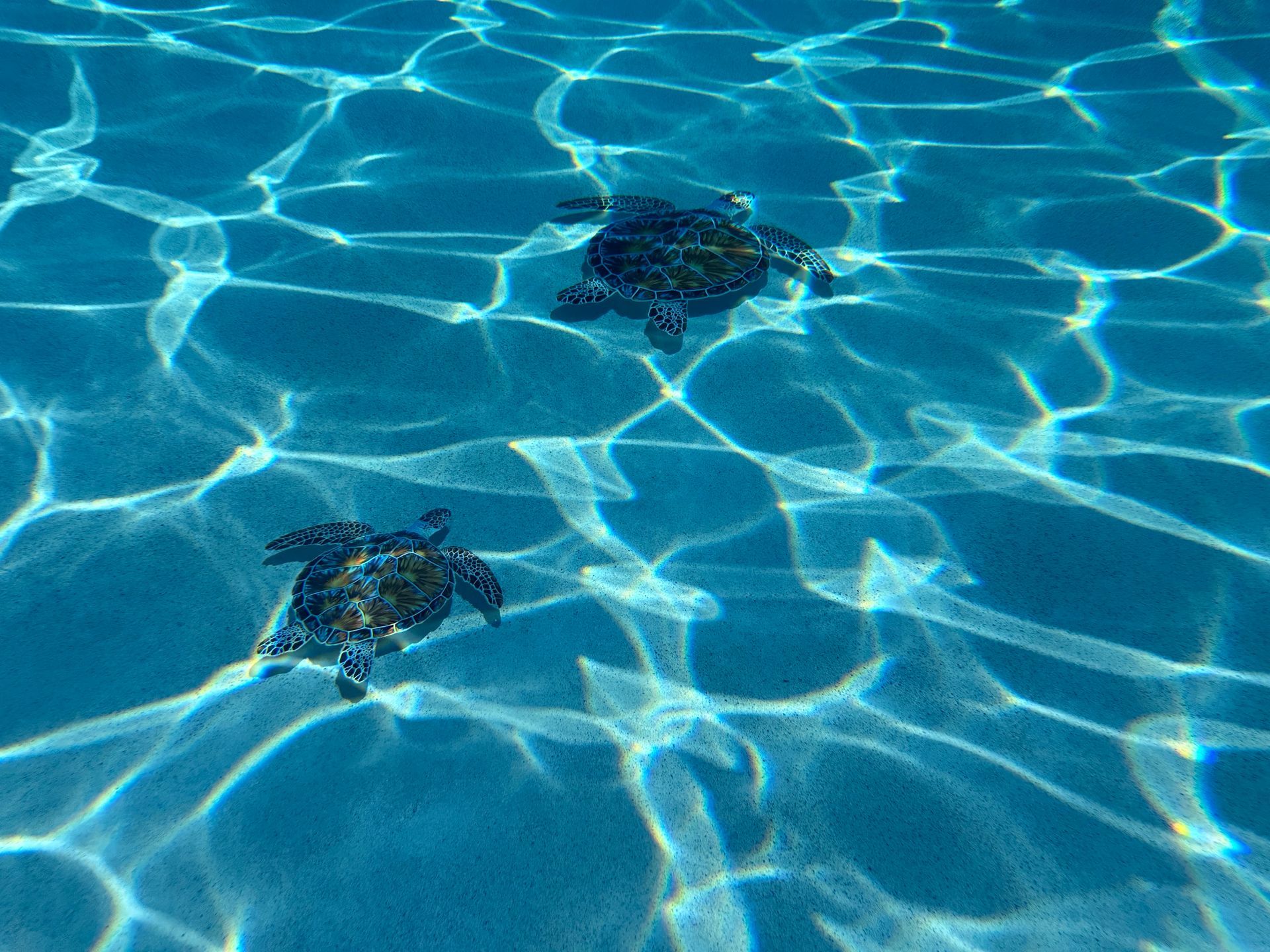 Two sea turtles swim through clear, sunlit blue water with caustic light patterns visible on the sandy bottom.