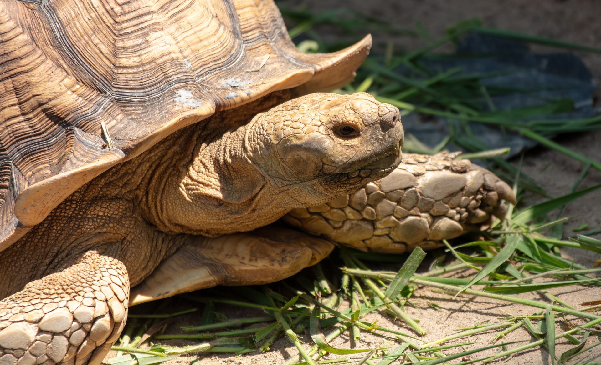 Close-up of a tortoise with a brown, patterned shell and wrinkled skin; resting on grass and dirt.